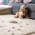 Benefits of Pet Stain Removal from Rugs