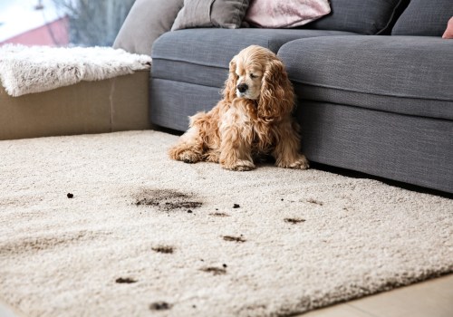Benefits of Pet Stain Removal from Rugs